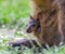 Wallaby with a young joey