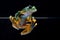Wallace flying Frog standing on top of clear glass