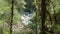 Wallace river flowing with the woods in the forefront