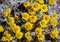 Wallace`s Eriophyllum, woolly daisy, Anza Borrego desert state park
