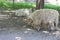 Wallachian sheep - a breed of white furry sheeps from Wallachia in the Czech Republic in Europe