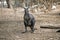 This is a wallaroo or euro standing on its hind legs