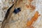 Wallcreeper flying arround a rock looking for beetles and other bugs