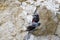 Wallcreeper flying arround a rock looking for beetles and other bugs