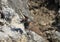 Wallcreeper flying arround a rock looking for beetles and other bugs