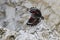 Wallcreeper flying arround a rock looking for beetles and other bugs