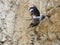 Wallcreeper flying arround a rock looking for beetles and other bugs