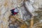 Wallcreeper jumping on a rock looking for beetles and other bugs