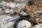 Wallcreeper jumping on a rock looking for beetles and other bugs