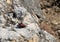 Wallcreeper jumping on a rock looking for beetles and other bugs