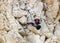 Wallcreeper jumping on a rock looking for beetles and other bugs