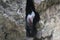 Wallcreeper, Tichodroma muraria