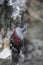 Wallcreeper, Tichodroma muraria