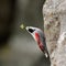 Wallcreeper (Tichodroma muraria) in natural habitat