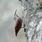 The Wallcreeper (Tichodroma muraria) outdoor