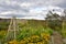Walled Garden on Island of North East England