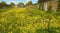 Walled wild flower garden - meadow full of Cowslips in bloom.