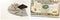Wallet cash fanned savings isolated money