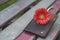 wallet with single gerbera on bench