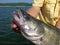 Walleye catch