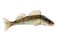 Walleye fish on white background