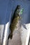 Walleye pike alive in bottom of boat