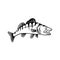 Walleye Yellow Pike or Yellow Pickerel Side View Stencil Black and White Retro Style