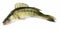 Walleye zander fish