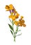 Wallflower or Blooming Siberian Wallflower. or Erysimum x marshallii flower. Antique hand drawn field flowers illustration. Vintag