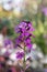 Wallflower Erysimum Bowles Mauve close-up flowers and buds