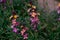 Wallflower- Erysimum flower in spring garden