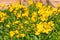 Wallflowers erysimum cheiri in bloom