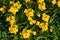 Wallflowers erysimum cheiri in bloom