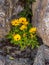 Wallflowers Erysimum on the rocky wall