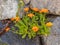 Wallflowers Erysimum on the rocky wall