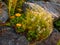 Wallflowers Erysimum on the rocky wall