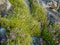 Wallflowers Erysimum on the rocky wall