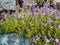 Wallflowers Erysimum on the rocky wall