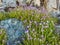 Wallflowers Erysimum on the rocky wall