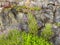 Wallflowers Erysimum on the rocky wall