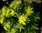 Wallich Spurge, Himalayan spurge, Euphorbia wallichii