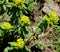 Wallich Spurge, Himalayan spurge, Euphorbia wallichii