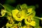 Wallich Spurge, Himalayan spurge, Euphorbia wallichii