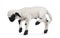 Walliser Schwartznase lamb on white background