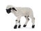 Walliser Schwartznase lamb on white background