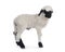 Walliser Schwartznase lamb on white background