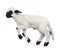 Walliser Schwartznase lamb on white background