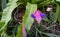 Wallisia cyanea or tillandsia cyanea linden or pink quill