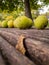 Wallnuts on park bench in capital city of Banja Luka