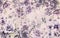 Wallpaper assorted purple flower in a watercolors of a bunch of roses on an old vintage wall background